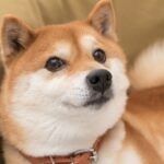 XRP vs. Shiba Inu: Which Cryptocurrency Could Make You a Millionaire?