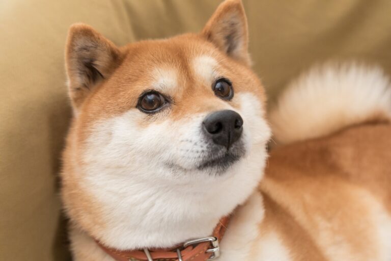 XRP vs. Shiba Inu: Which Cryptocurrency Could Make You a Millionaire?