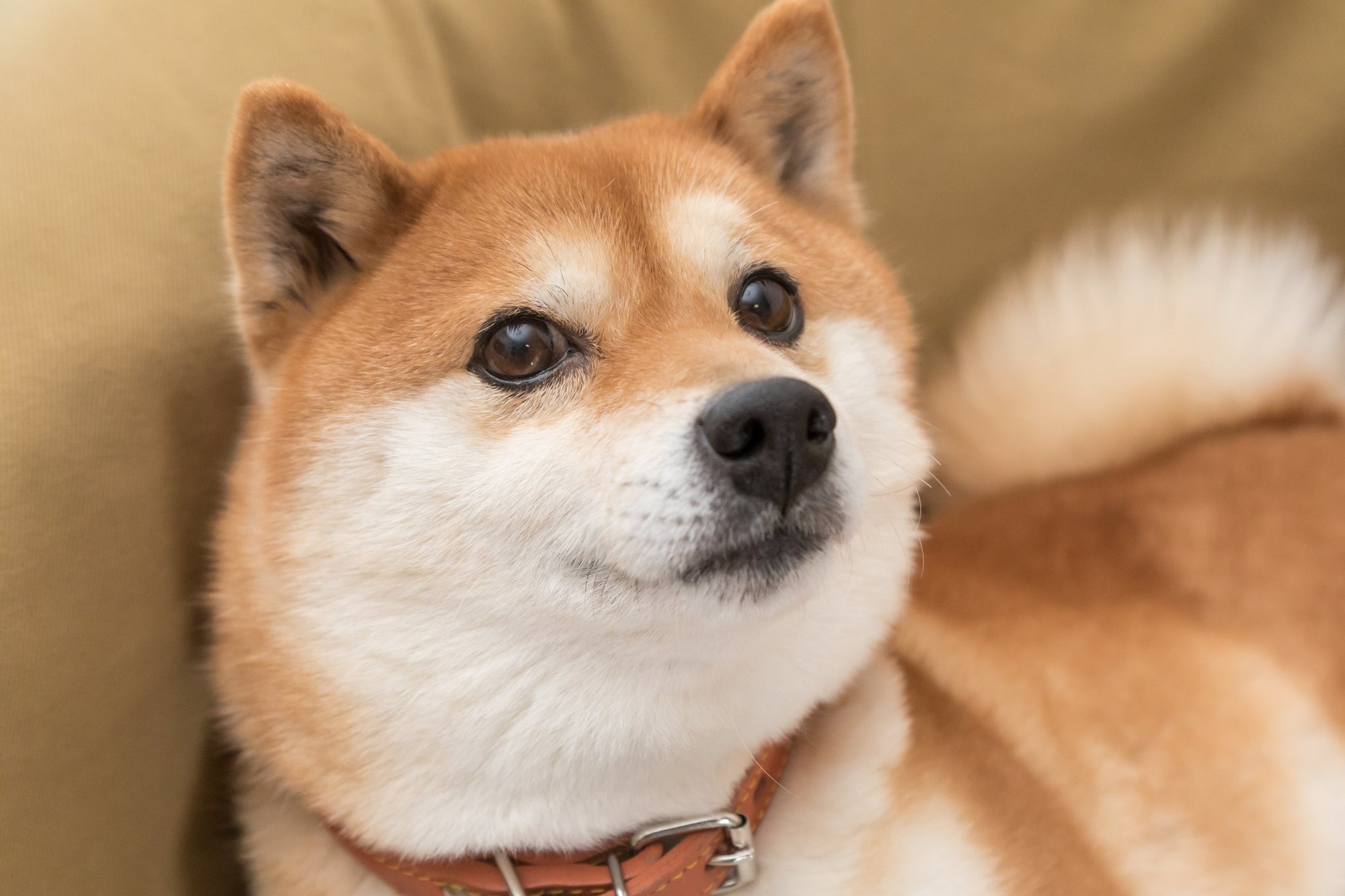 XRP vs. Shiba Inu: Which Cryptocurrency Could Make You a Millionaire?