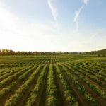 Affordable Blockchain Solutions for Small Farms: Enhance Traceability Today!