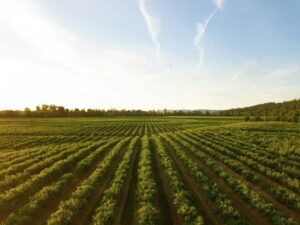 Affordable Blockchain Solutions for Small Farms: Enhance Traceability Today!