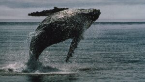 BTC Whales Move $2B After 14-Year Slumber: What It Means for Bitcoin