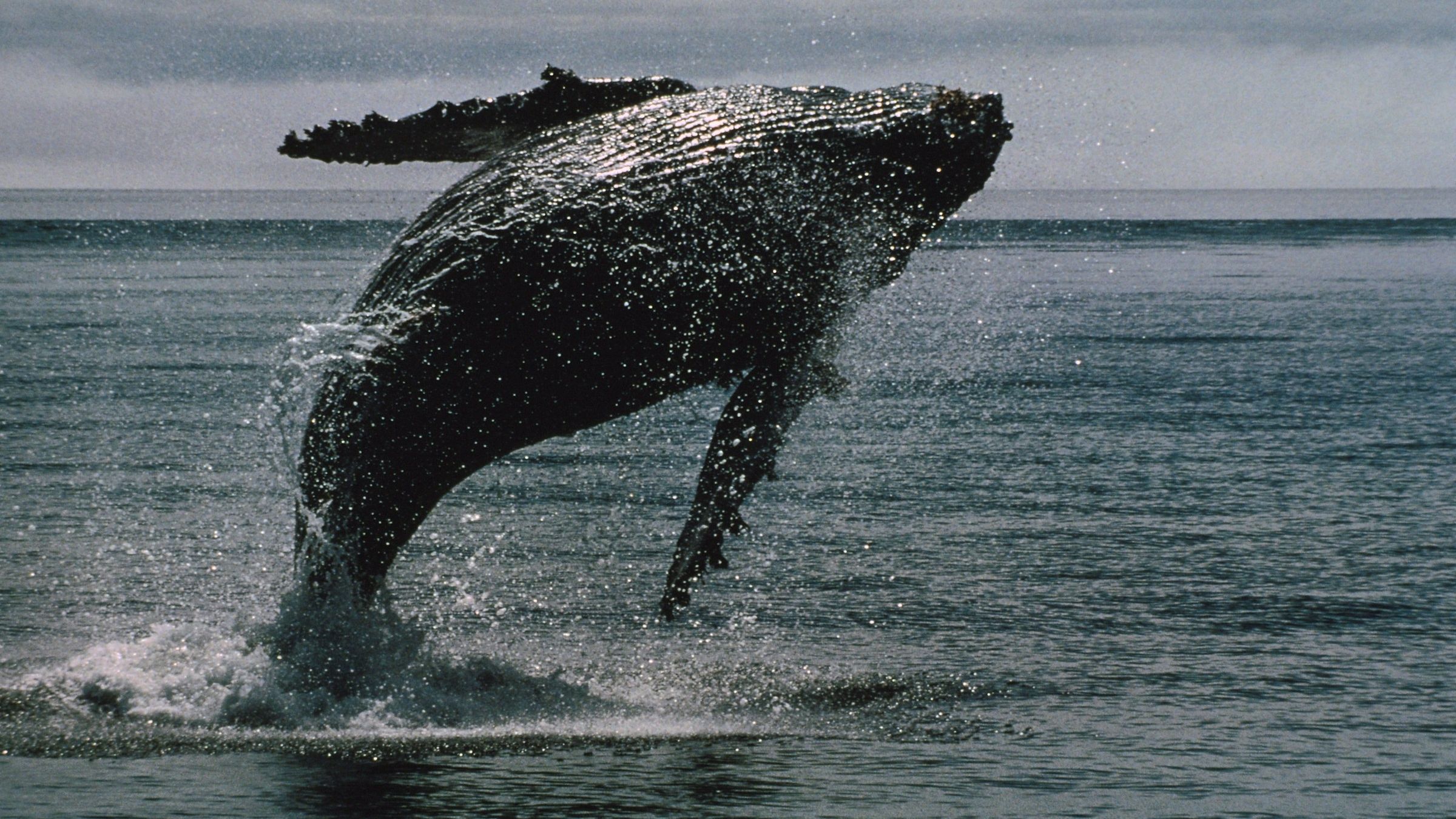 BTC Whales Move $2B After 14-Year Slumber: What It Means for Bitcoin