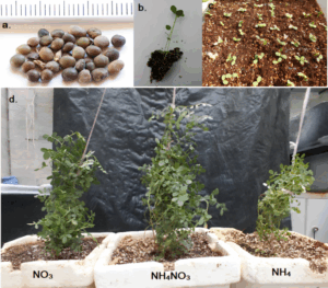 Boost Photosynthesis & Antioxidants in Glycyrrhiza glabra with Balanced Nutrients