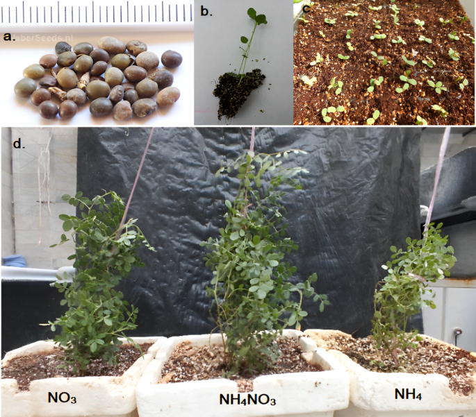 Boost Photosynthesis & Antioxidants in Glycyrrhiza glabra with Balanced Nutrients