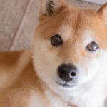 Dogecoin vs. XRP: Which Cryptocurrency Will Make You a Millionaire?