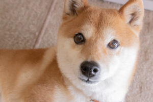 Dogecoin vs. XRP: Which Cryptocurrency Will Make You a Millionaire?
